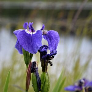 Alaska Wild Iris